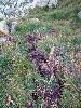 dsc08793.jpg